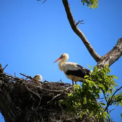 Cicogna adulta e piccolo nel nido su un albero, scenario naturale dell'oasi Sant'Alessio.