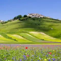 Un borgo arroccato su verdi montagne in Umbria, con un campo fiorito che ricorda un tappeto colorato.