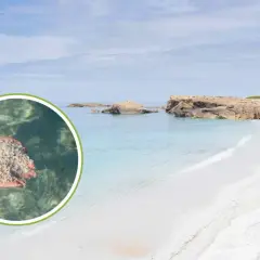 Mani raccolgono sabbia bianca e fine su una spiaggia di vetro in Sardegna, con acque cristalline e rocce sullo sfondo.