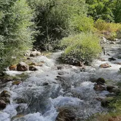 Sentiero per le cascate del Pollino: un ruscello scorre tra rocce e vegetazione lussureggiante, invitando all'esplorazione.