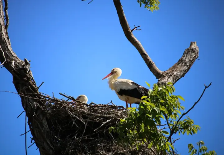 Cicogna adulta e piccolo nel nido su un albero, scenario naturale dell'oasi Sant'Alessio.