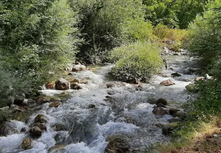 Sentiero per le cascate del Pollino: un ruscello scorre tra rocce e vegetazione lussureggiante, invitando all'esplorazione.