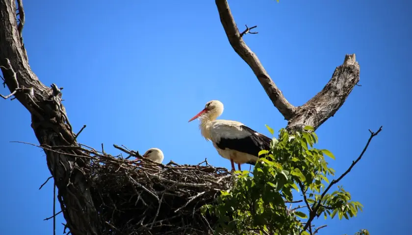 Cicogna adulta e piccolo nel nido su un albero, scenario naturale dell'oasi Sant'Alessio.
