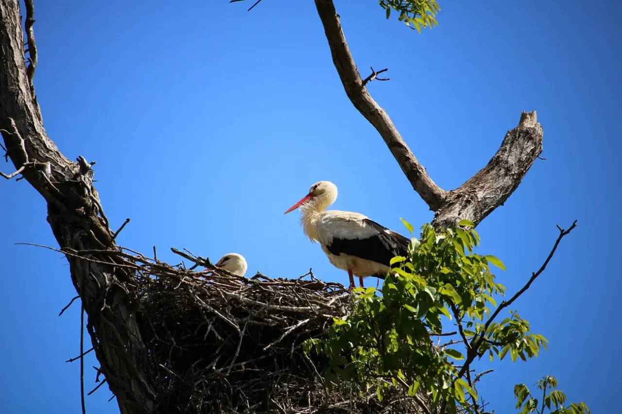 Cicogna adulta e piccolo nel nido su un albero, scenario naturale dell'oasi Sant'Alessio.