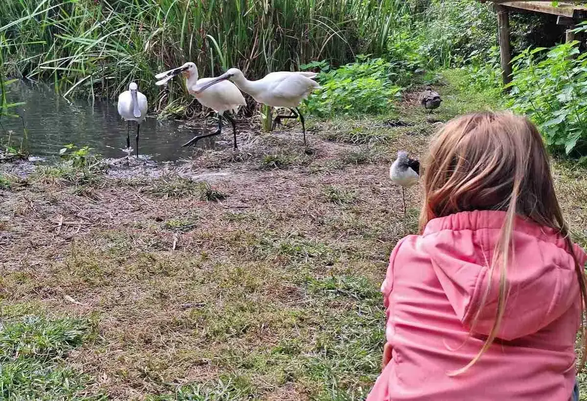 Bambina osserva uccelli spatola e altri in un laghetto all'oasi Sant'Alessio.